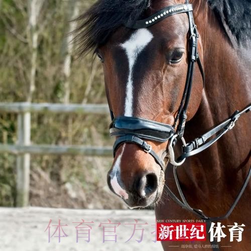 馬體會對賽硬淨值捧